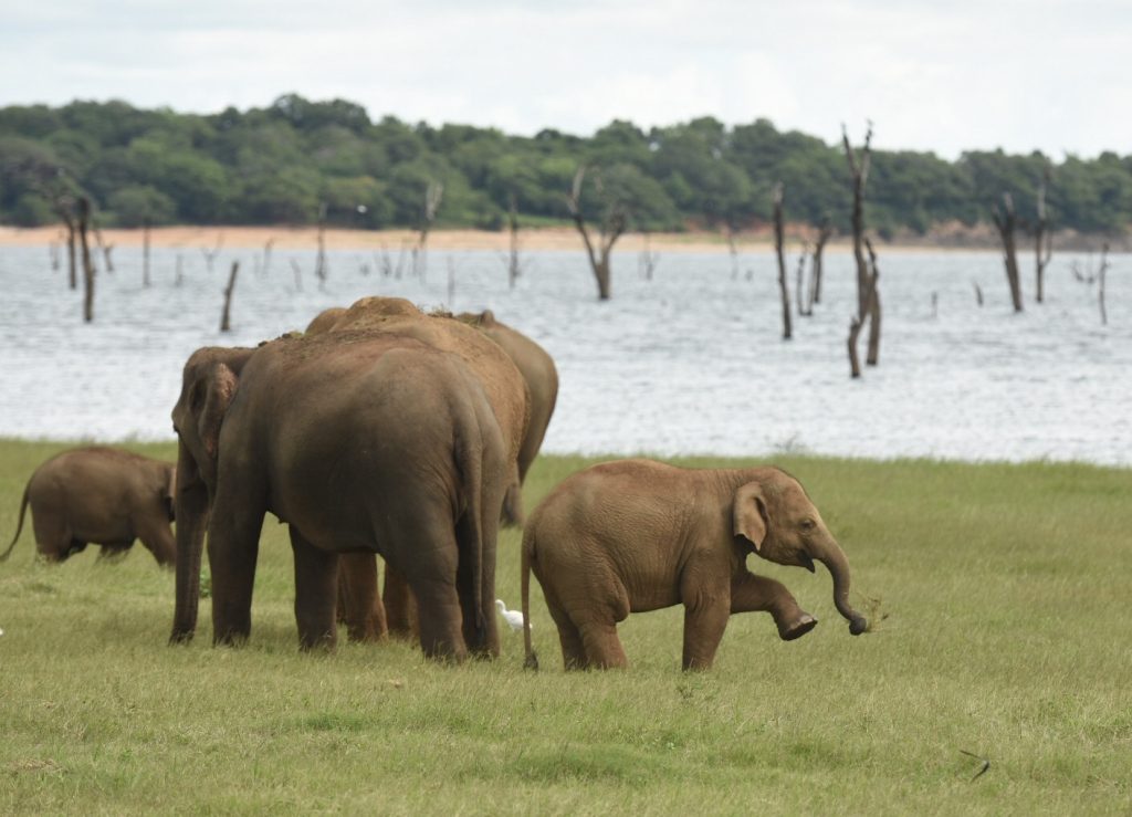 Elefantenbaby imitiert die Erwachsenen