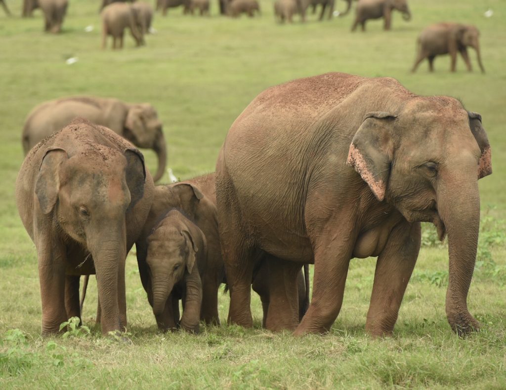 Eine Elefantenfamilie mit einem wenige Wochen alten Kalb
