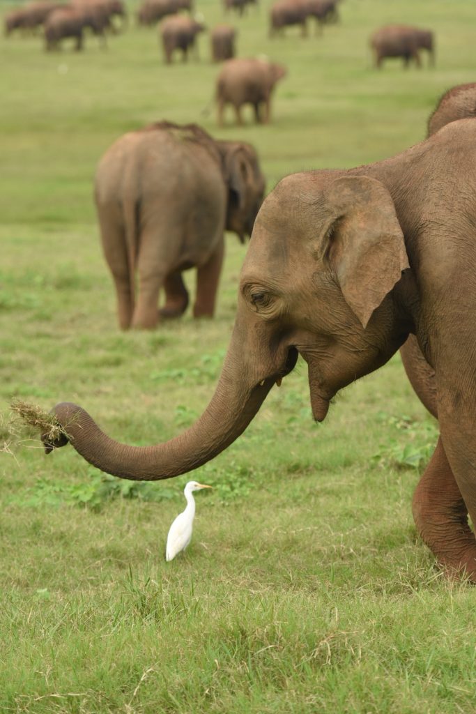 Gelassen grasende Elefantenkuh mit obligatorischem Reiher