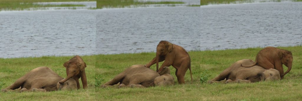 Elefantenbaby triezt Geschwisterchen