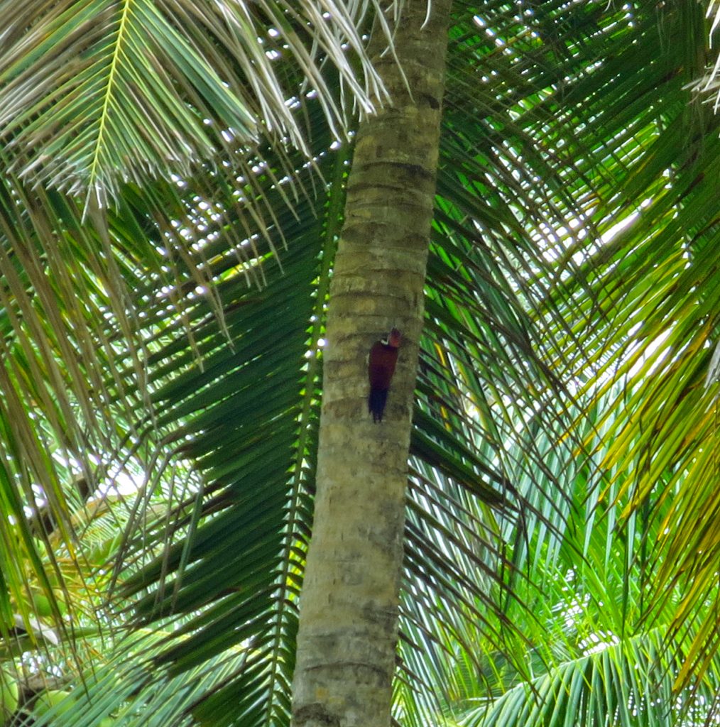 Der Black-Rumped Flameback bei der Arbeit an einer King Coconut Palme
