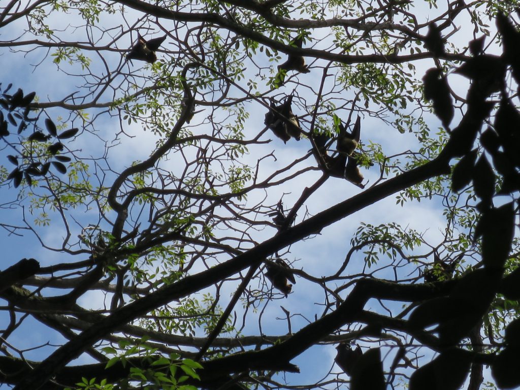 Flughunde in den Bäumen am Kandy Lake