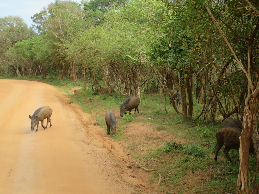 Die Wildschweine müssen sich vor Leoparden mehr fürchten als vor Krokodilen