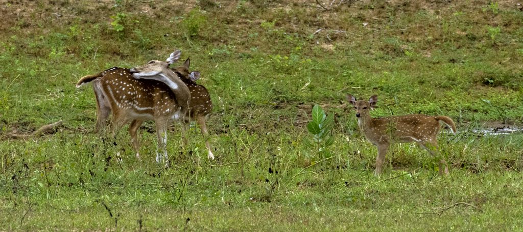 Eine kleine Axishirschfamilie auf der abendlichen Wanderung zu einem Unterstand