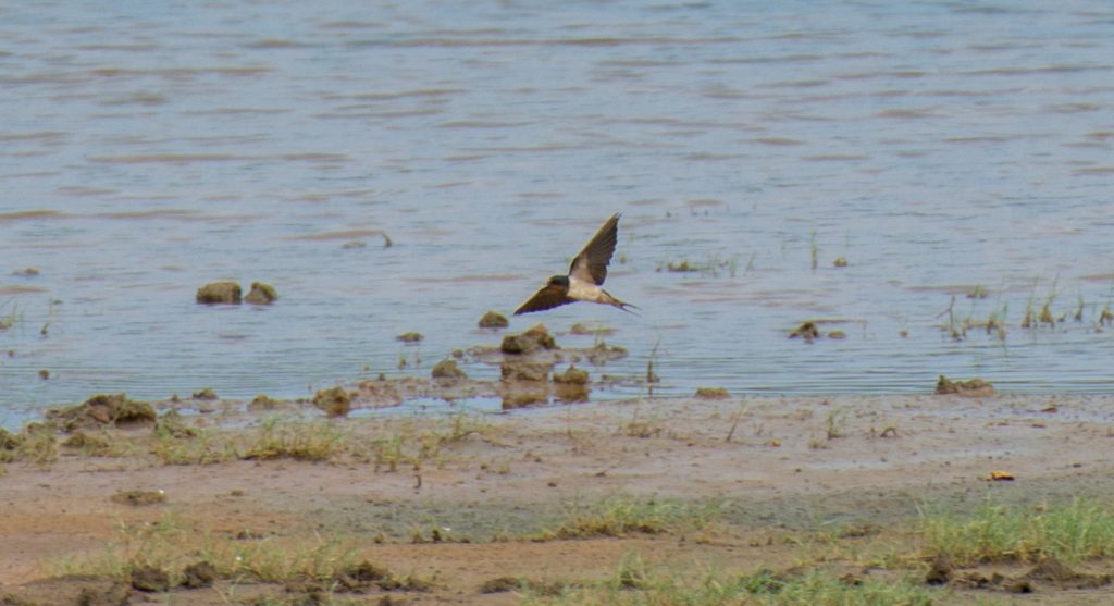 Eine Barn Swallow bei der Jagd am Wasserloch