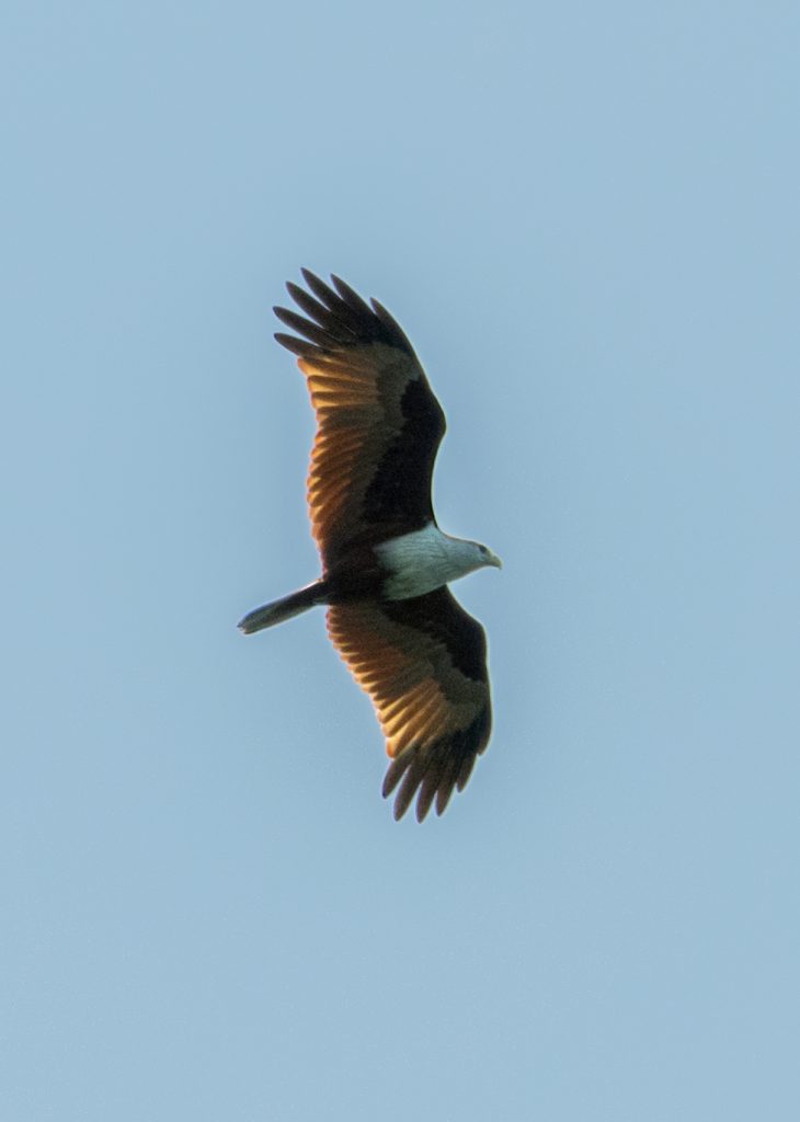 Ein kreisender Brahminy Kite