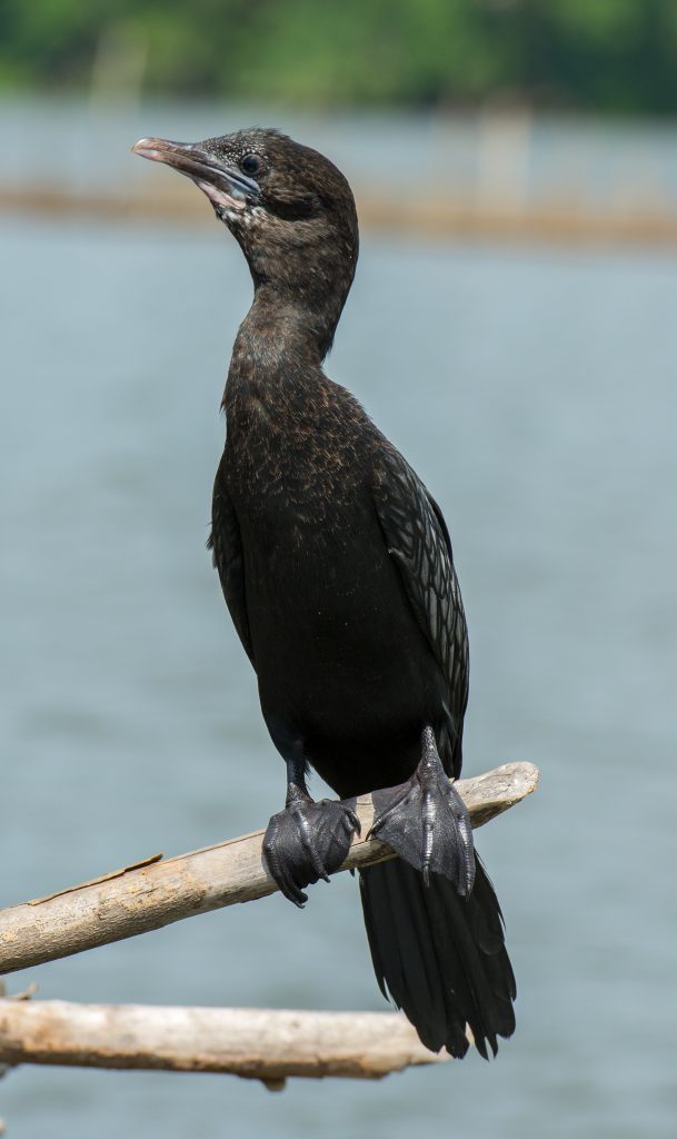 Der Indian Cormorant in der Lagune von Balapitiya