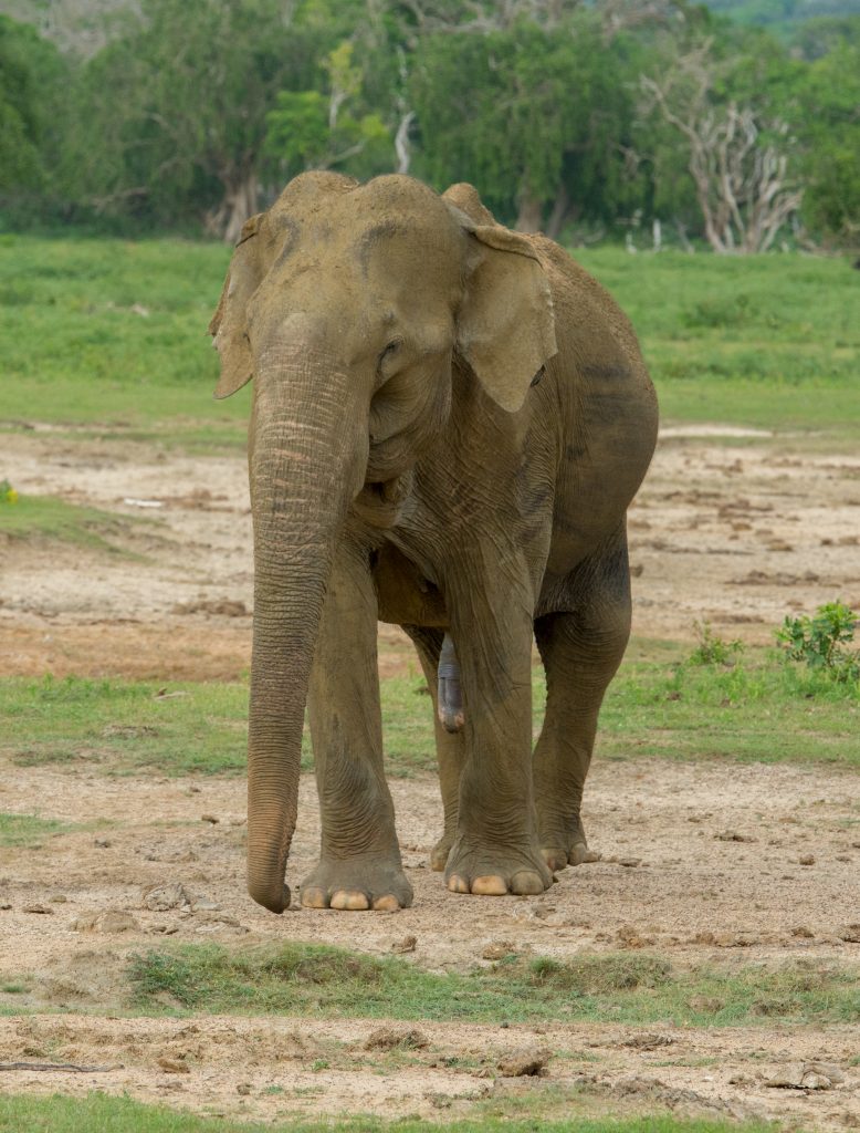 Einer der vielen hungrigen Elefantenbullen im Yala Nationalpark