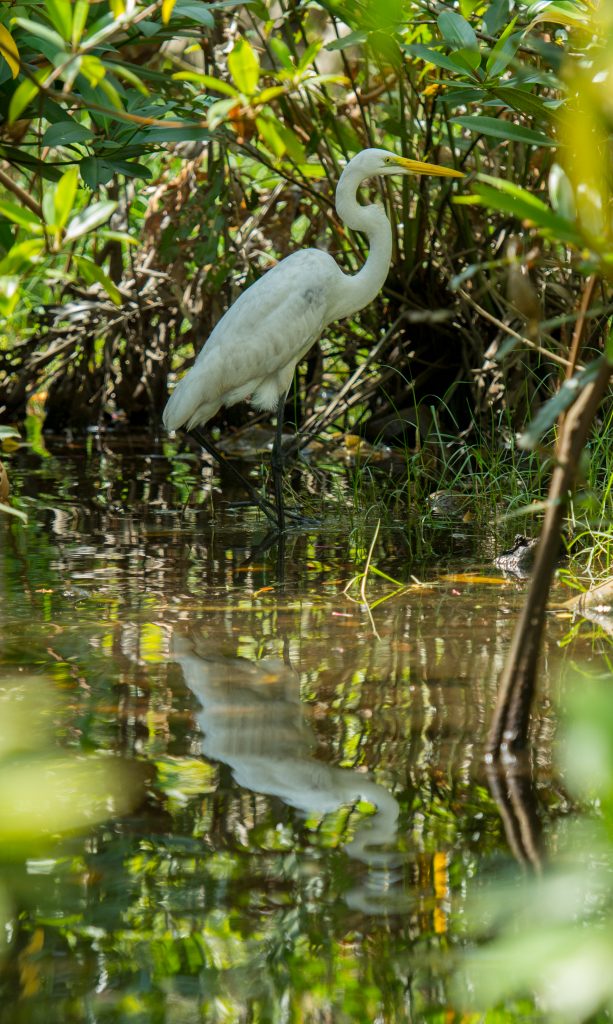 Ein Greater Egret spiegelt sich im seichten Ufergewässer