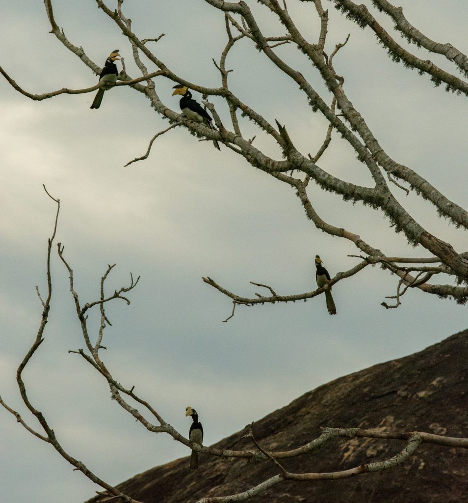 Eine Gruppe Hornbills sammelt sich in der Dämmerung rund um das Wasserloch