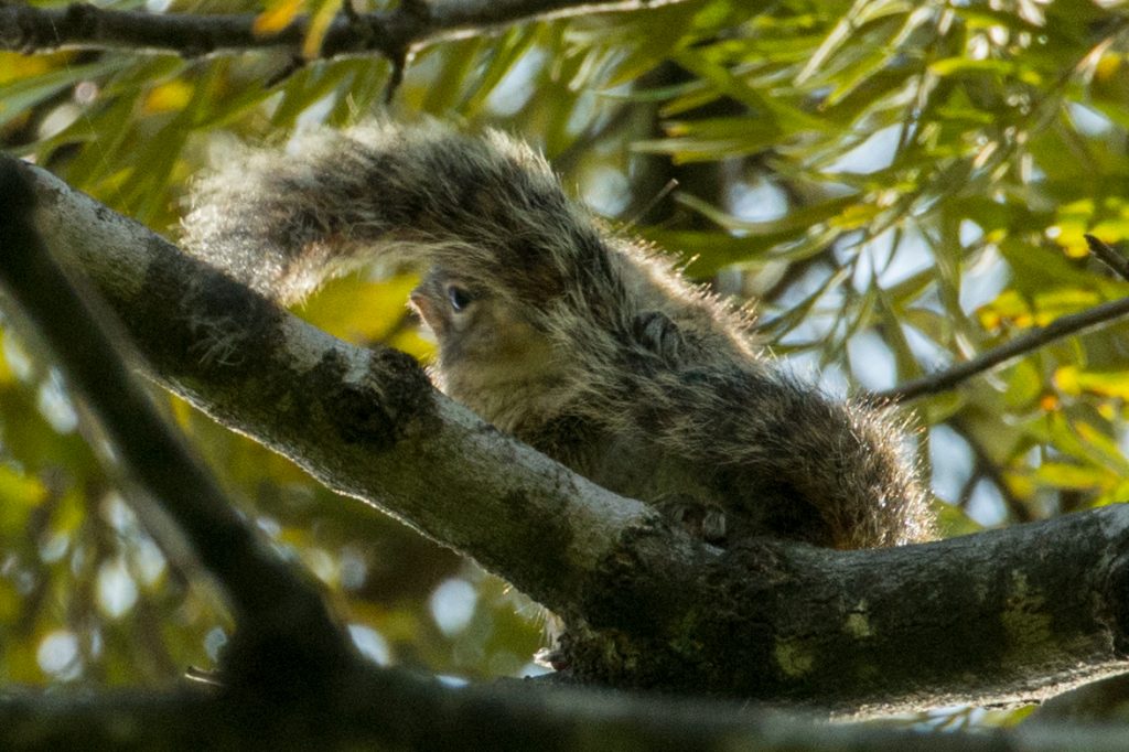 Die kleinen Indian Palm Squirrels sind überall unterwegs und quieken wild.