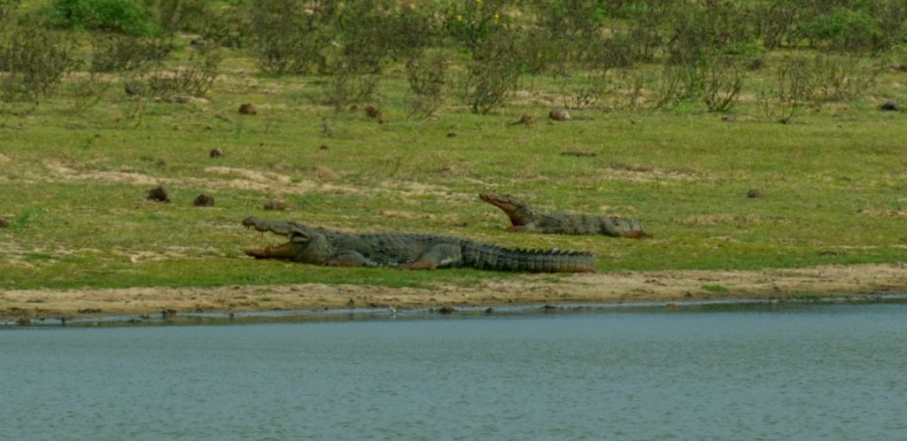 Dösende Sumpfkrokodile im Yala Nationalpark