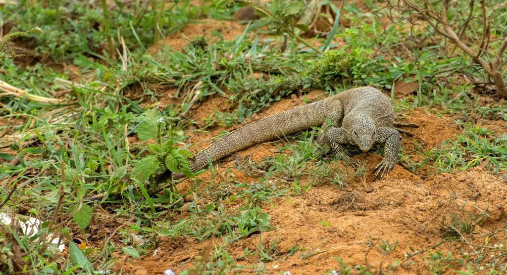 Ein Leguan auf Futtersuche