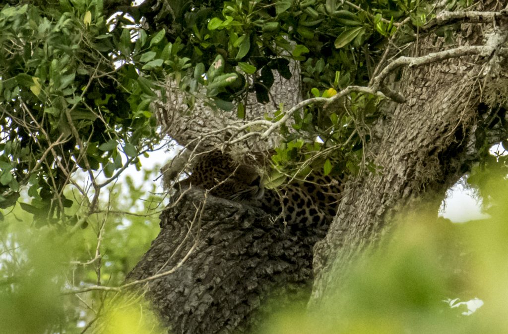 Schlafender Leopard im Yala Nationalpark