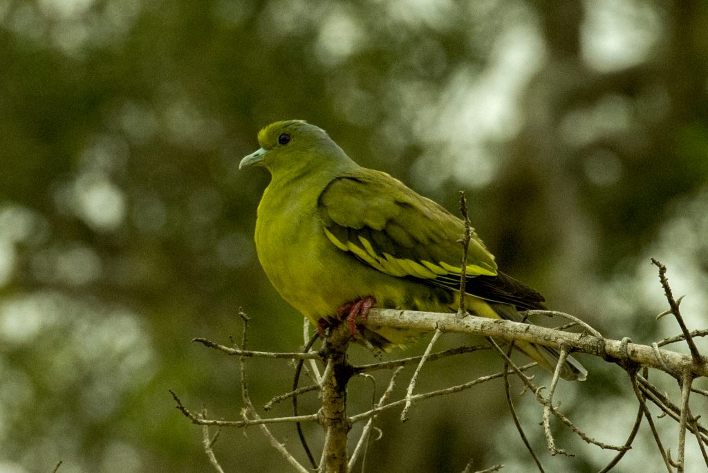 Ein weibliches Exemplar der farbenfrohen Pompadour Green Pigeon