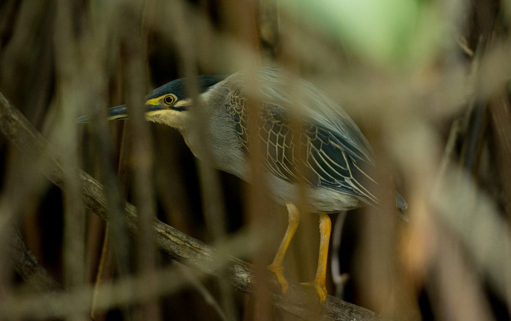 Hier duckt sich ein weiterer Pond Heron in die Mangroven