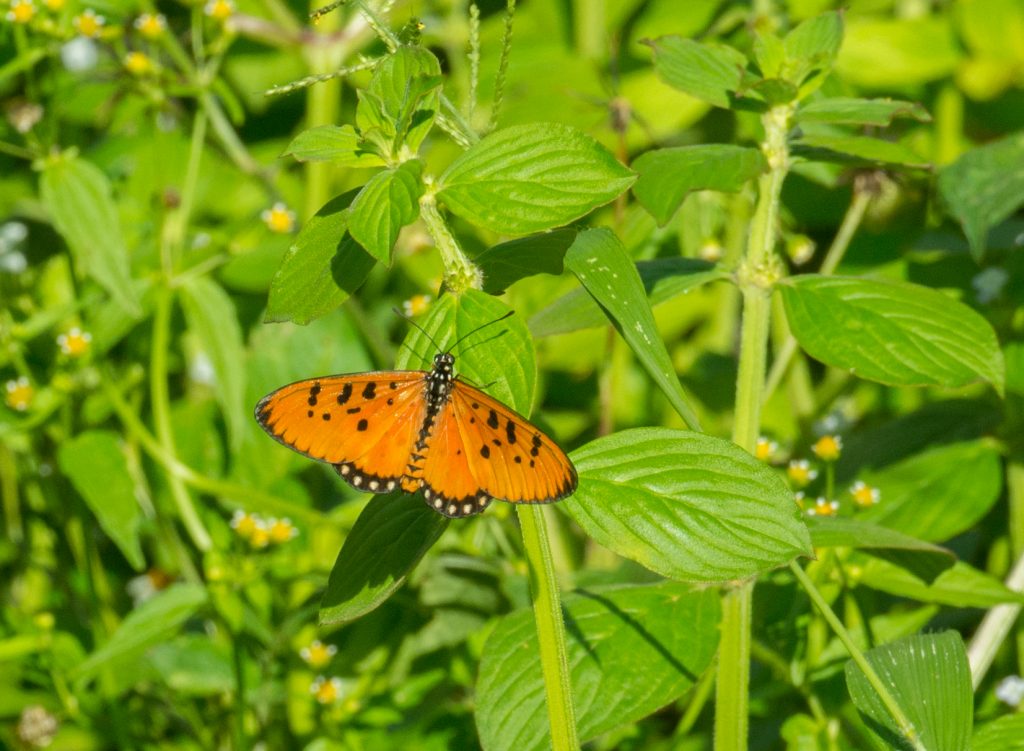 Acraea violae - Neben den vielen Vögeln gibt es auch wunderbare Schmetterlinge.