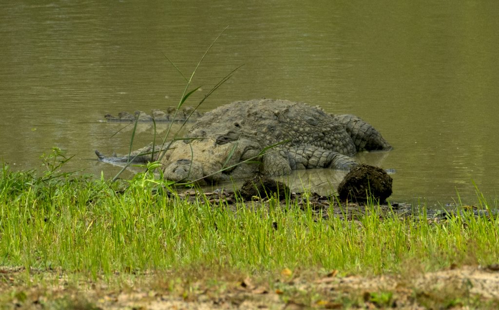 Ein besonders großes Exemplar der Sumpfkrokodile