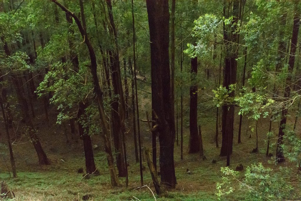 Die düsteren Wälder im Hochland wirken fast schon unheimlich