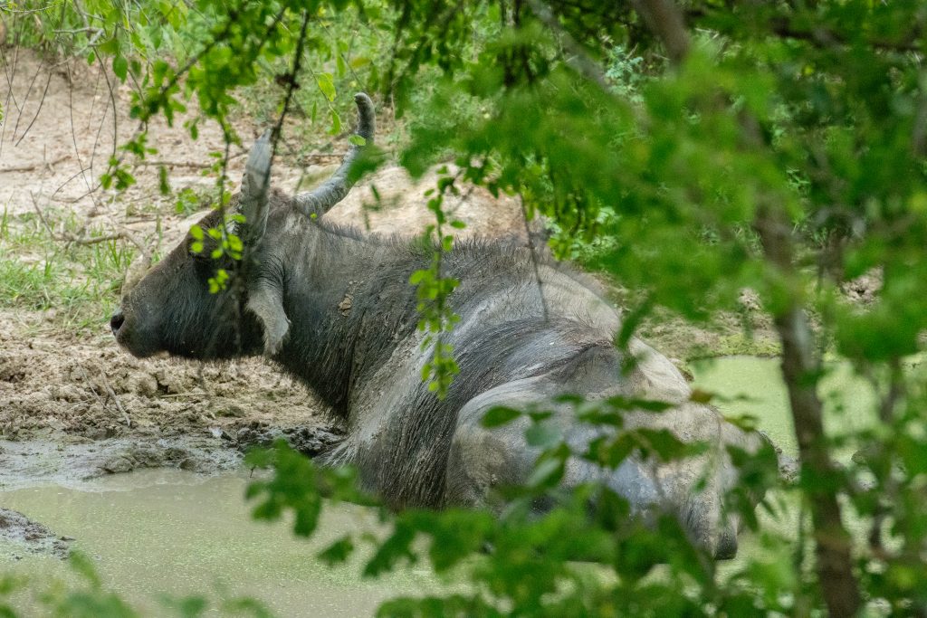 Ein geduldig wiederkäuender Wasserbüffel in seinem privaten Wasserloch